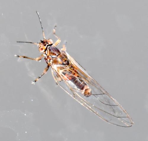 Trioza remota